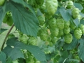 Beer hop leaves could battle dental diseases